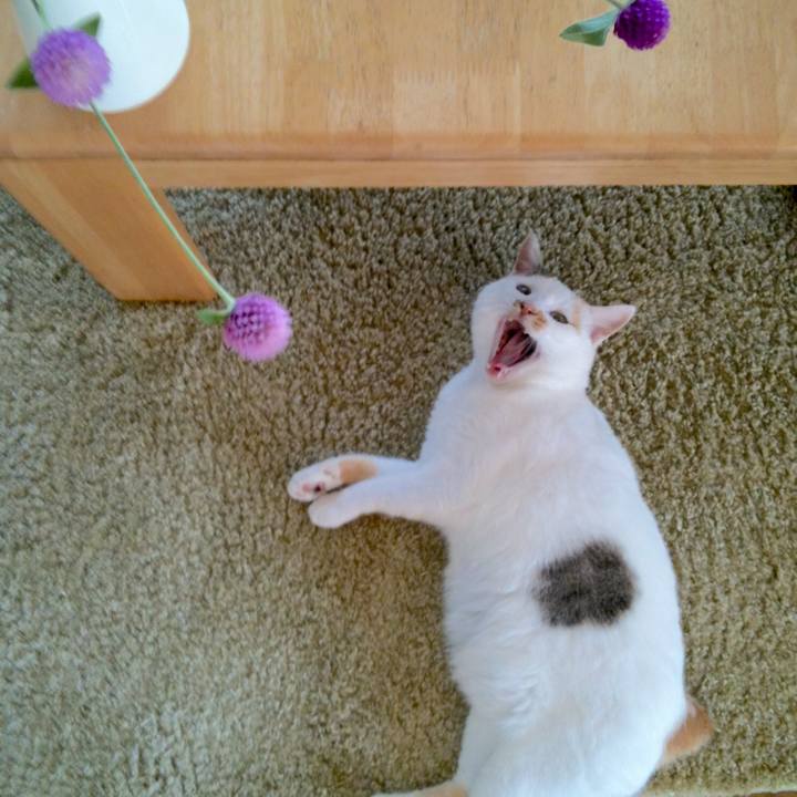 4f27809f 37db 4d9f 906e 1903526eafde