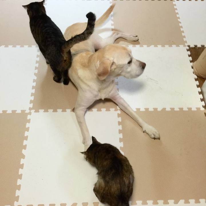 4f36a32b 2f79 4f03 9dc4 56757245dbab