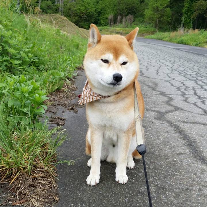 4f3b7220 88da 4b16 8aa6 27bcf28498df