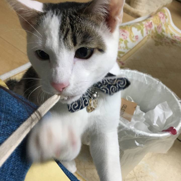 4f3d8736 4d4a 48d7 9a64 0533a8b519de