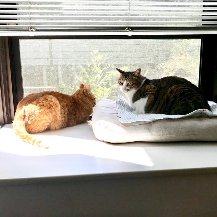 4f3f568f 7232 4d84 a916 7ca27154b53d