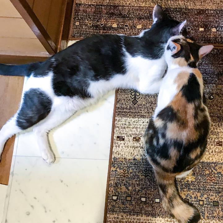 4f45092d b0f3 4256 86d2 e13ce37f59a0