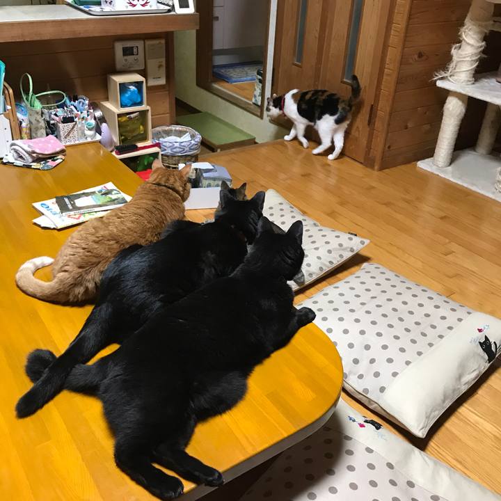 4f46fcad 3f0c 46cf a4d2 0522ee941859