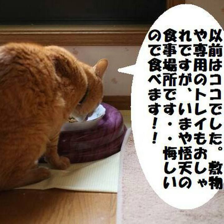 4f4ea81f 88cd 4d4d 8a9e 68b69f2f31cb