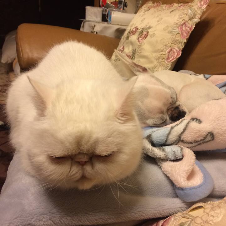 4f56866e 3331 4888 ad5e a365539587e3