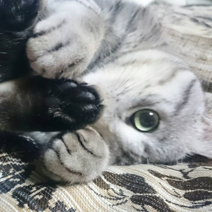 4f676767 daa1 4946 ab77 40c61821f9a2