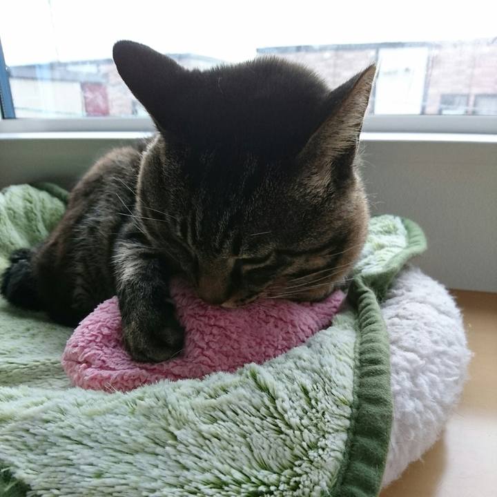 4f68a2fe 7cbc 4d5e a296 928537d5409d