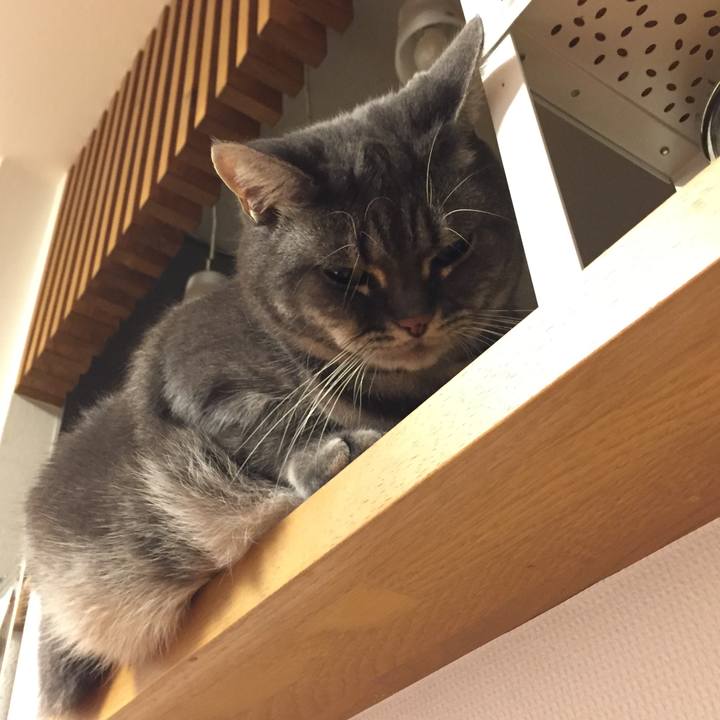 4f6cda5b 83c4 4a1f 8275 134f783c663f