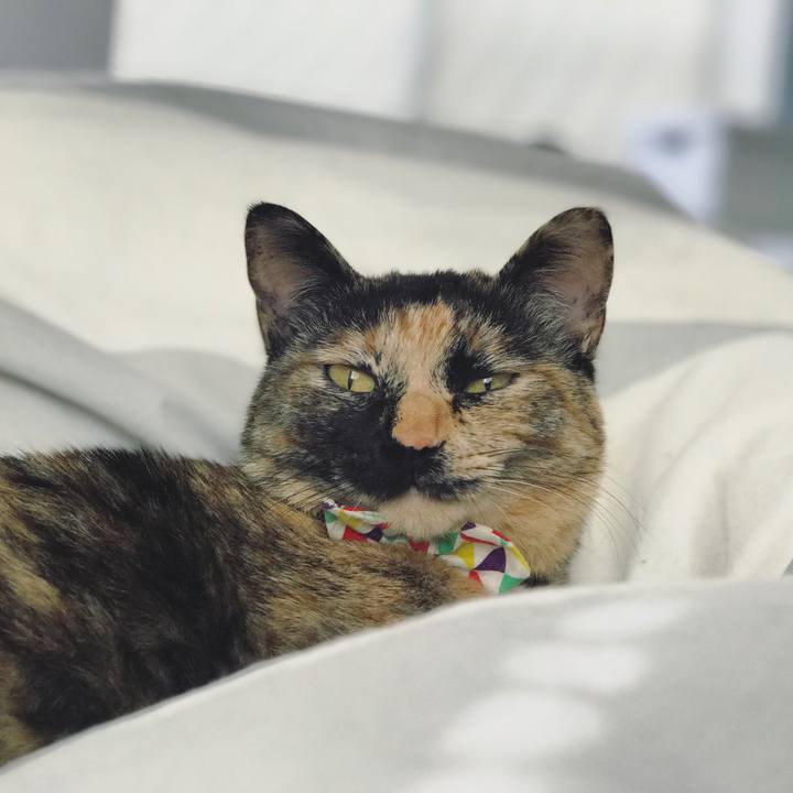 4f6f014c e6d9 4362 ae98 7ed0dd7aaeaa