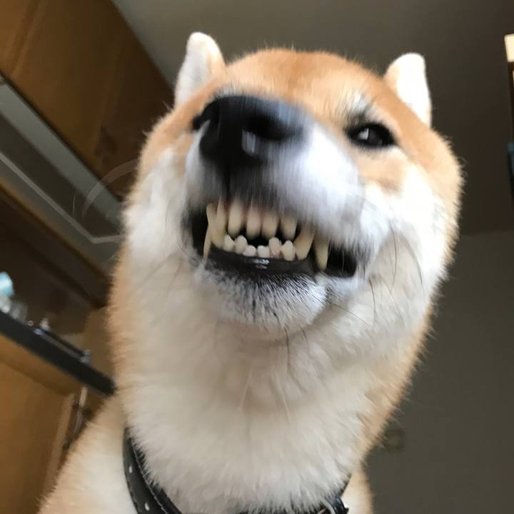 4f6f6161 9a02 470b 81ea 6eaea2250609