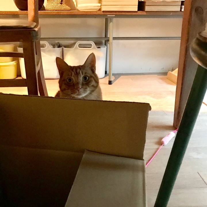 4f74c151 1479 4446 8980 a09373408763