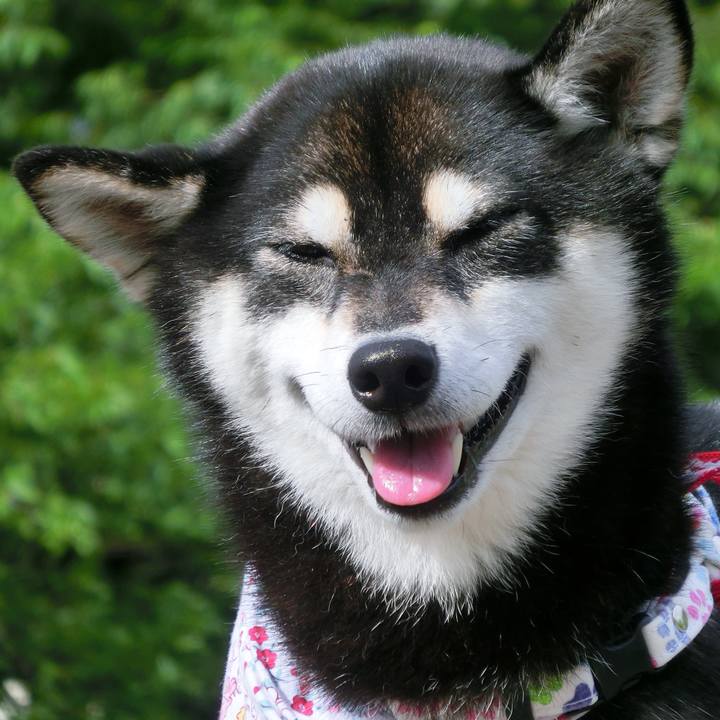 4f78a36a b17a 4bba bba4 d0c429d767f7