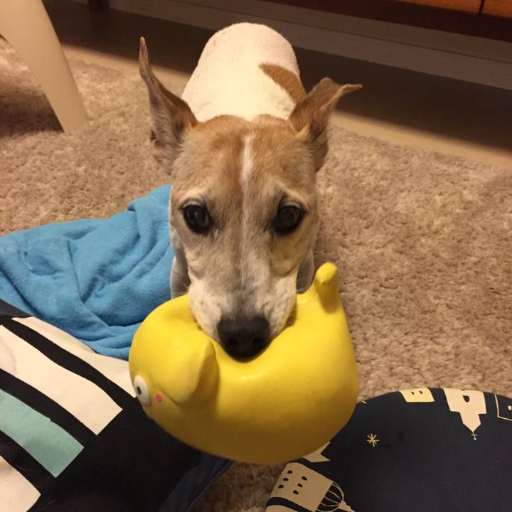 4f81c4cf 8e2f 40d9 a536 49dac55a678b