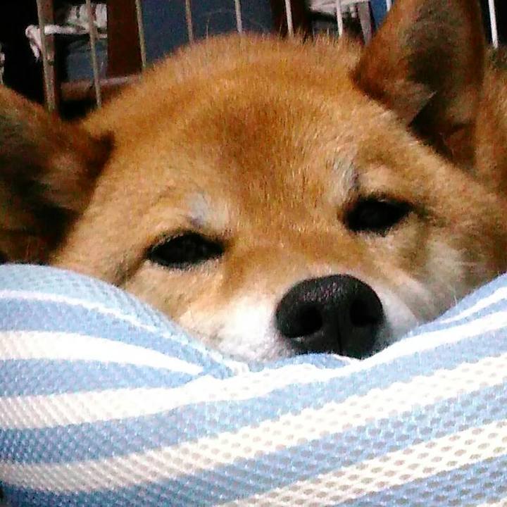 4f8455ad d054 4da6 8883 d91fc489a330