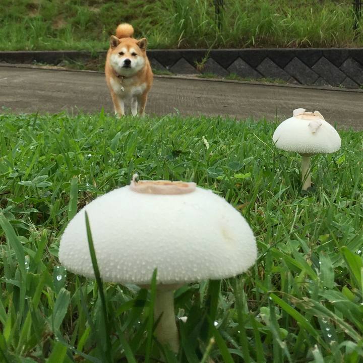 4f8f8c01 bd2d 4e6a b354 470e156bf019