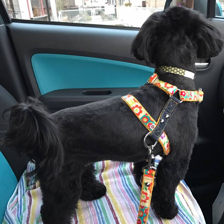 4f9b683e c11f 4ae9 ada2 c109fcd36cd0