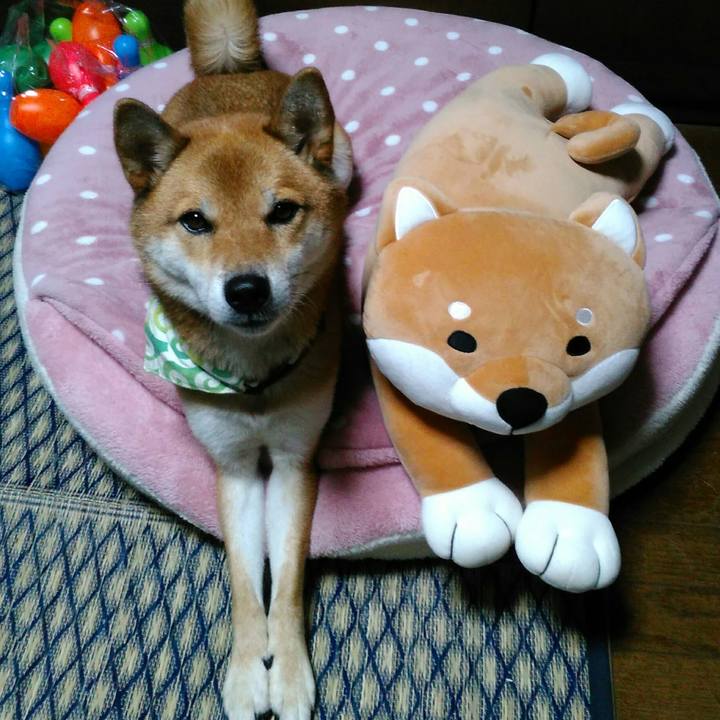 4f9d6646 5a71 4be2 9e2f f8b21c696e87