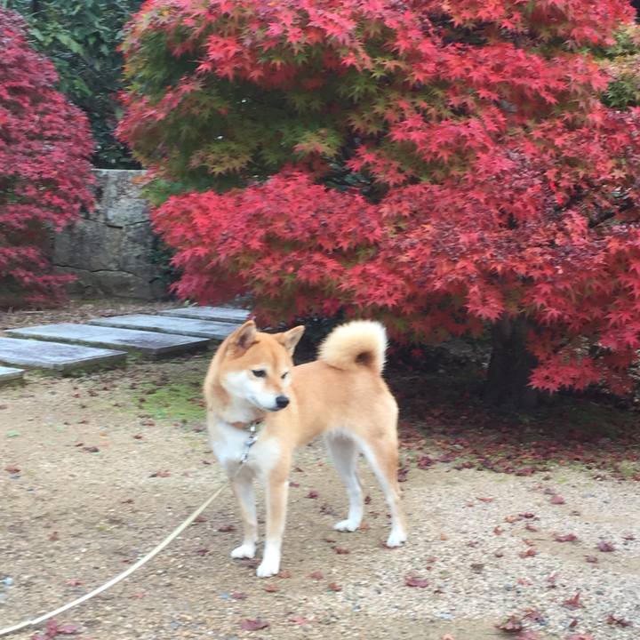 4fa33272 f072 457e a9aa c475e9a8ae1d