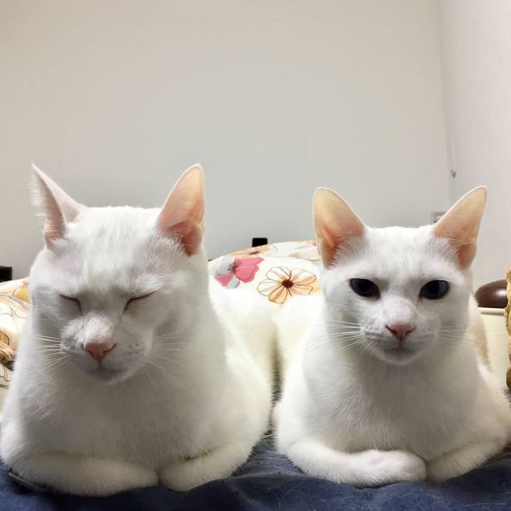 4fa943c7 2480 44a8 be45 4e5917920bf0