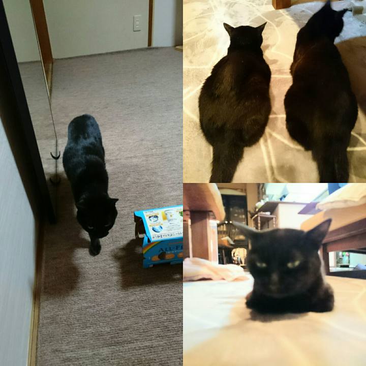 4fc4d77b 1d39 43ae b88a ee3e1deb864f