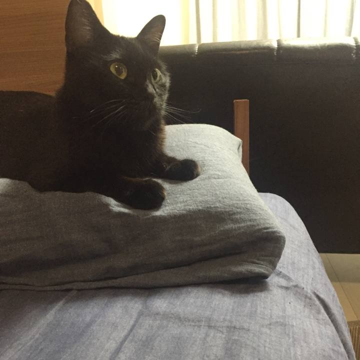 4fd11abe 208f 40d1 9970 11342892f6bc