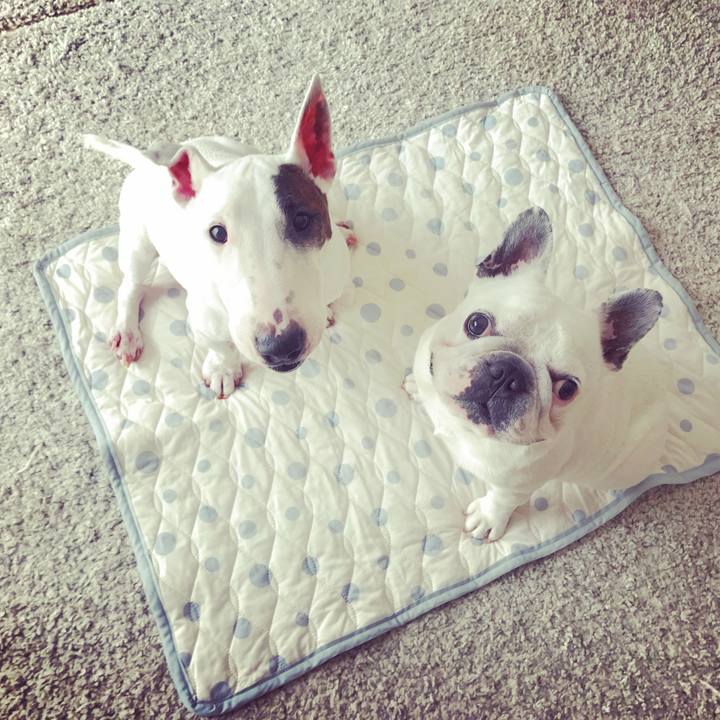 4fd12b99 1a13 417e a9eb ba025183beff