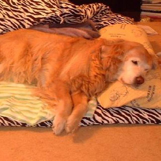 4fdd77a4 0160 4631 868b 45424a32fc21