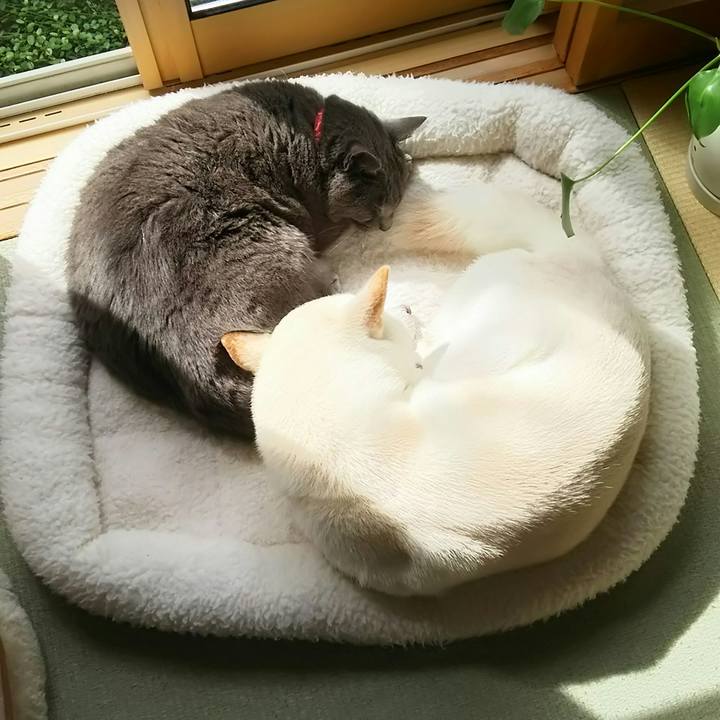 4febf628 b74d 4604 b7d7 eb5c39fa4651