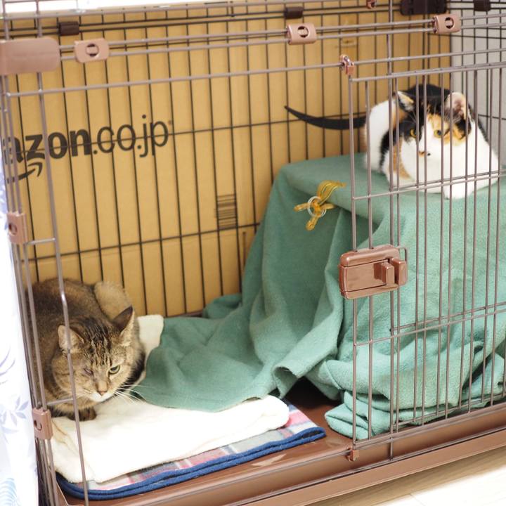 4fec8a49 0114 448f ac6a 568bd3286e57