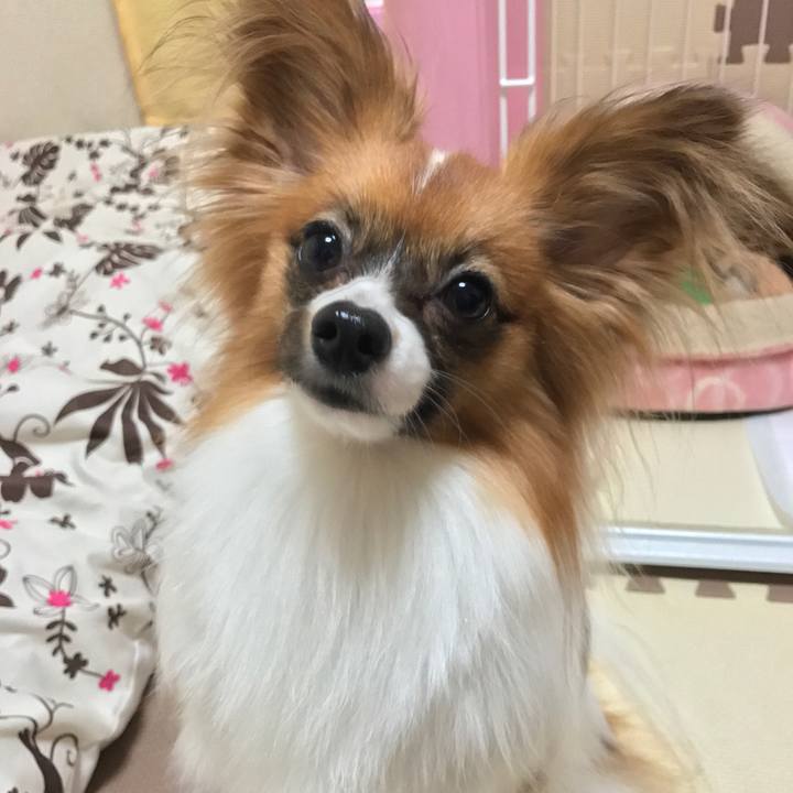 4ff231cd 1483 4f41 8274 c1c251fb3e49