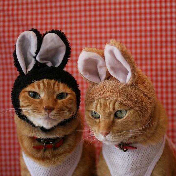 500aab8c dfd0 49c1 8cfa ee3e457987d7