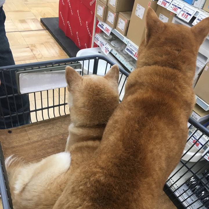 502837db 65ab 47ad 89ac 817b5f348009