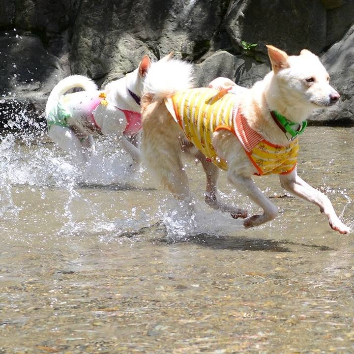 504d8fec 4078 4334 aef0 a3ef4c6de202