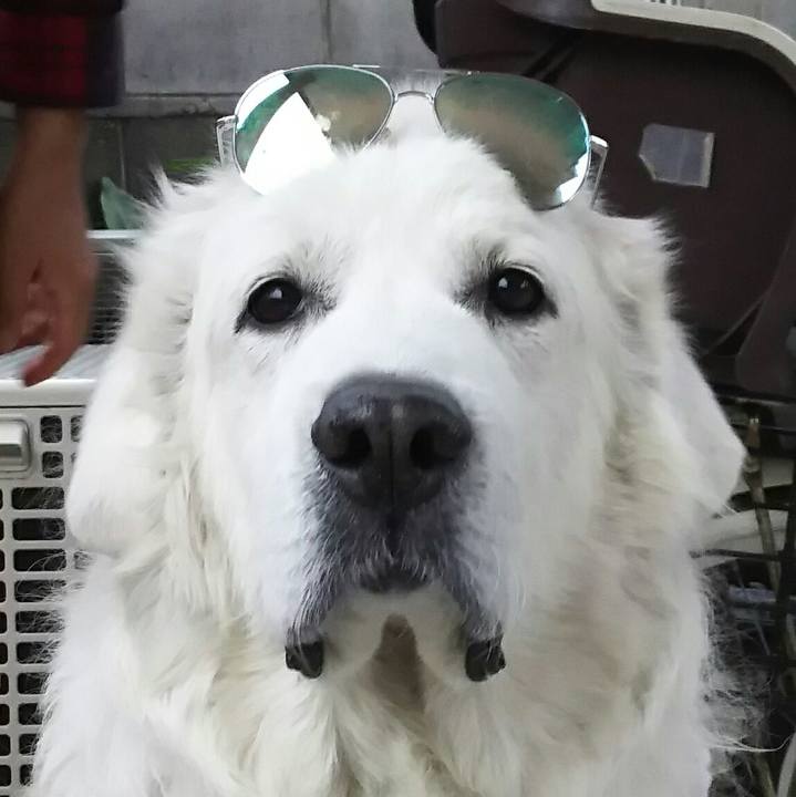 50616e20 3e2d 4088 9fdc ea41700db98e