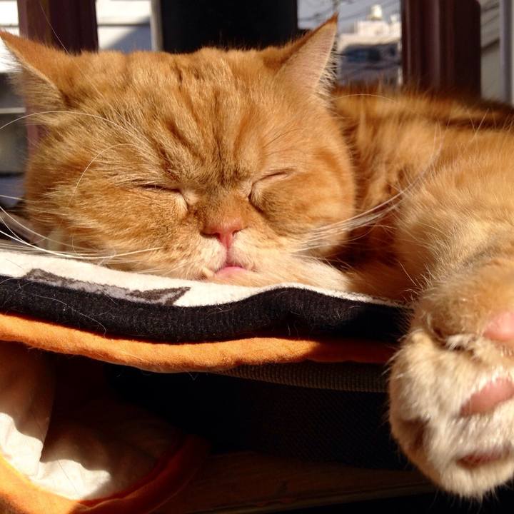 507ad952 661f 4e40 88ef 68789d8c7870