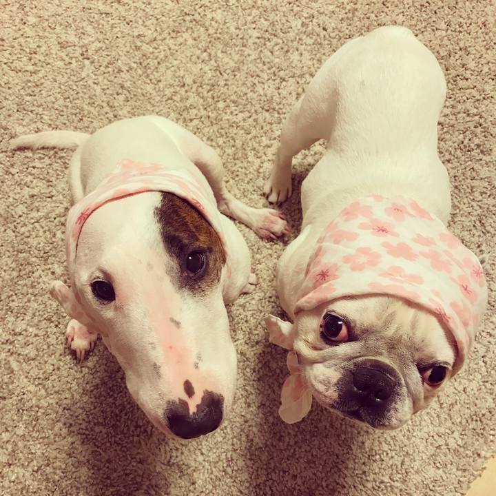 5092c2a4 4a34 4d26 94df f2ef7d4ee337