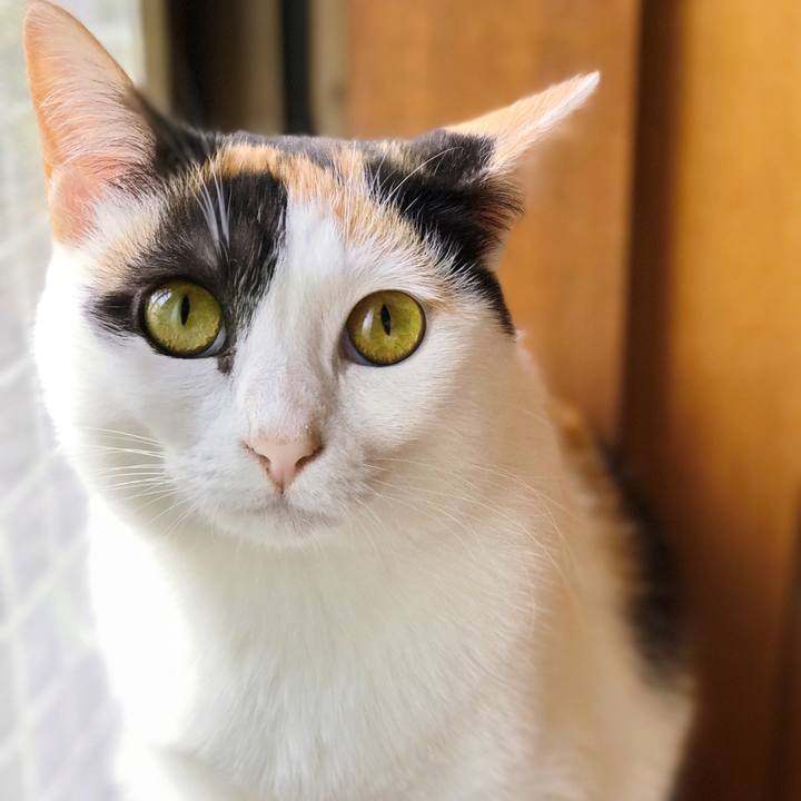 5094d1fd 293e 457c 9f8a 74ec104260c1