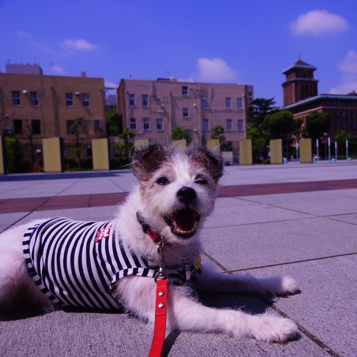 50960848 89ad 4b06 9efd d8082df5fc5a