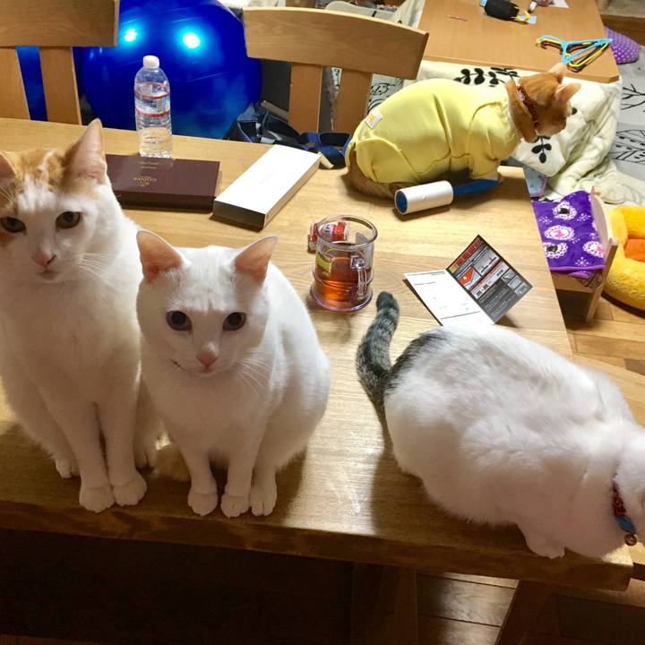 509ed781 b12a 4e02 b8cd 05569e991c34