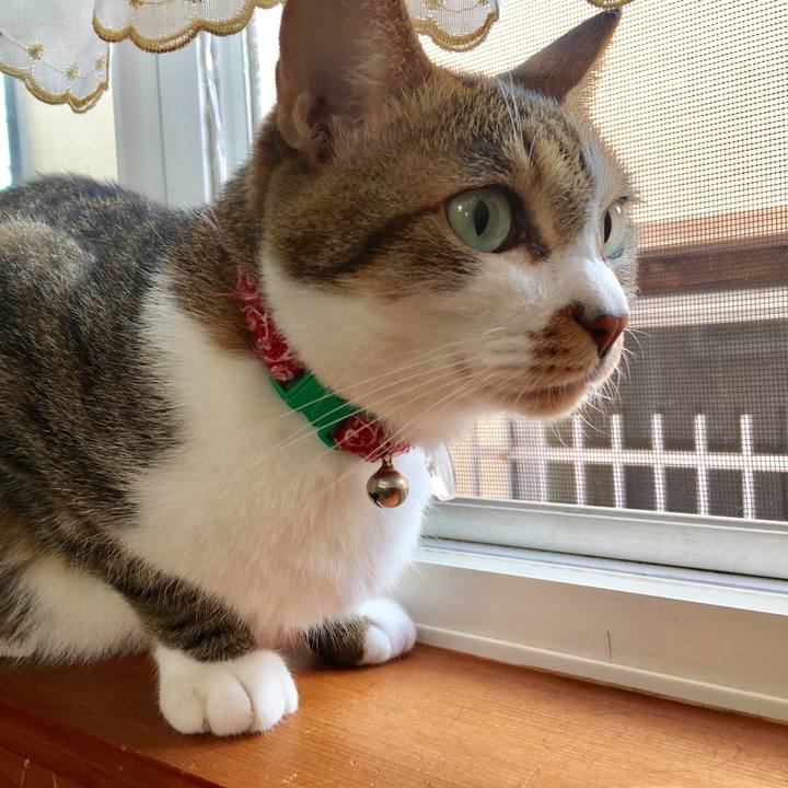 50a2e4ad 682b 4fb0 9e1c 9e1e0814a404