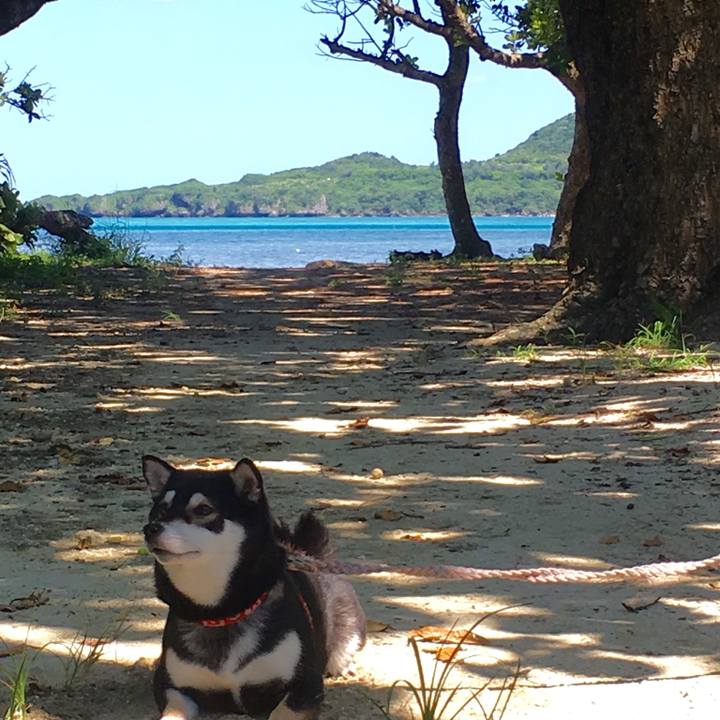 50a6c290 9210 4c27 883c 699d04f78bad