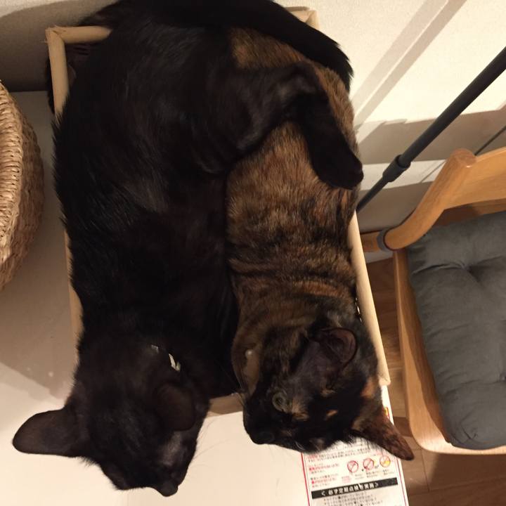 50ab0e11 38ea 44bc a42f dc9a211deb17