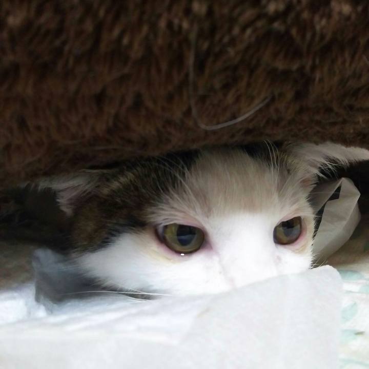 50aecaa4 846a 4dc9 a2a5 820a3f101acc