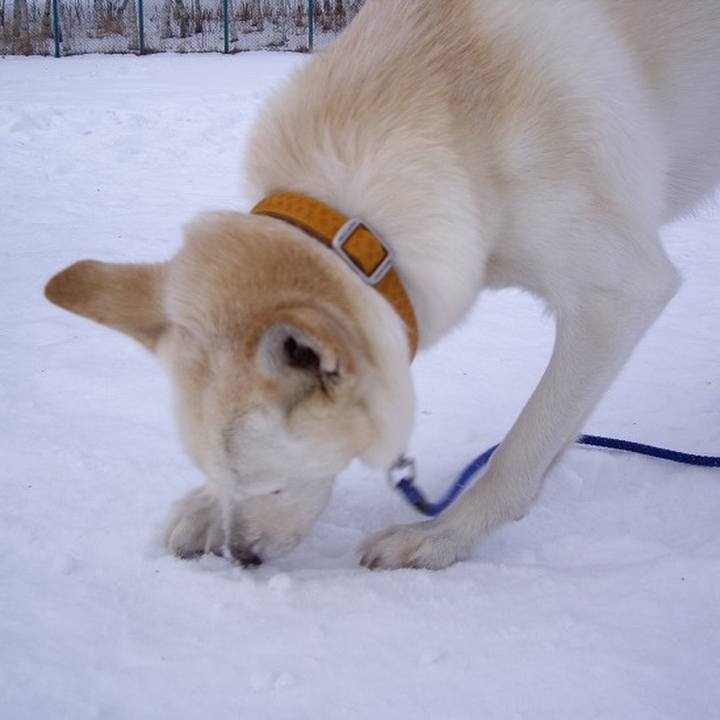 50b618ba bd4b 4cc0 b931 366aca079fdc