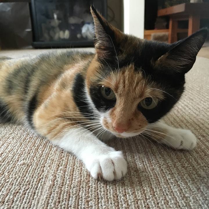 50b8b3c7 50c6 4d80 8eea 7b669e9830df