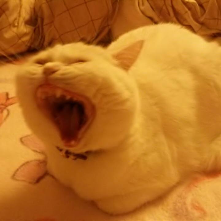 50c3036c 03a9 4c2e 8e35 b0ded689ec80