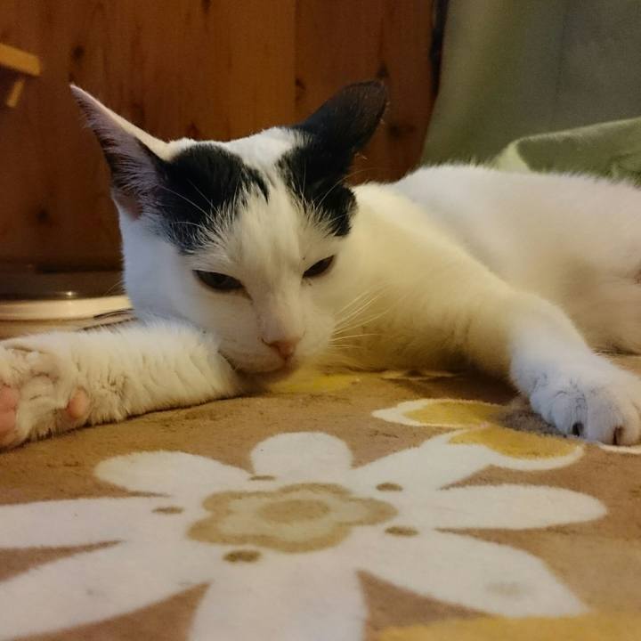 50c71f1f 9cfa 4072 8e55 2db9f81bb38a