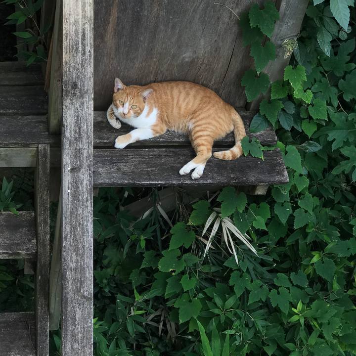 50e5415f d06a 431f 8f50 ac9a7d40b961