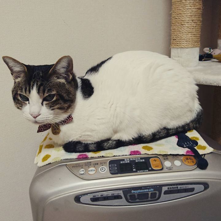 50f4a21b ba38 41a0 ba8b cba52aef2cce