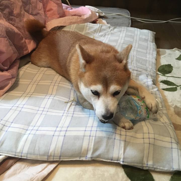 50f676cf d005 4263 9ed5 f1c69f394d44